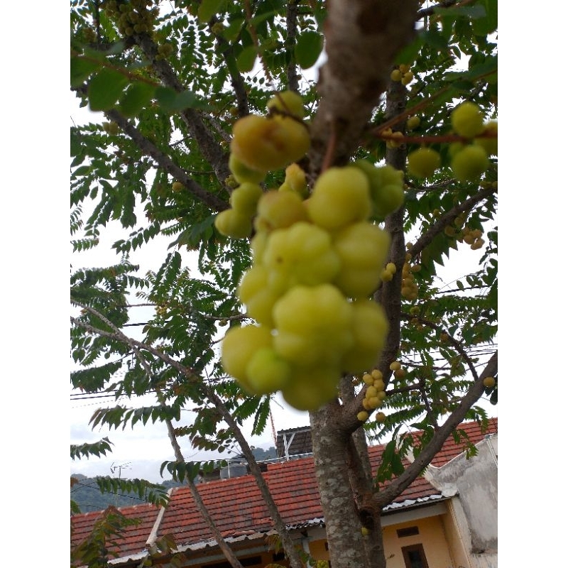 

buah Cermai segar langsung petik 300gr