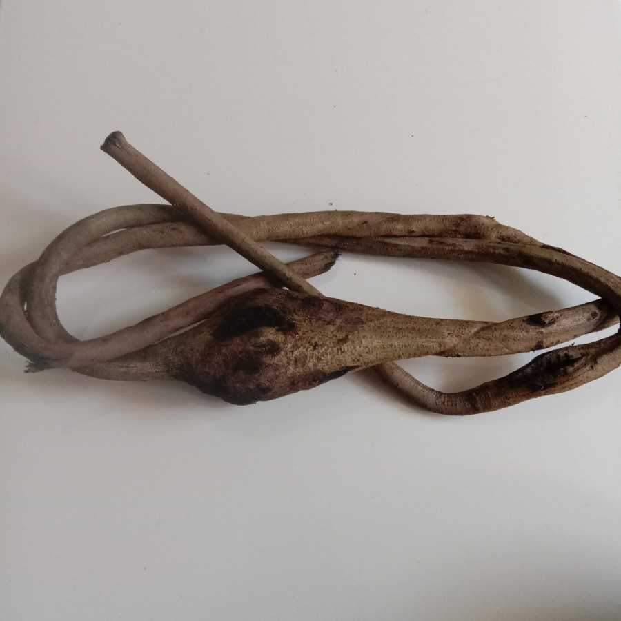 200 Gram Batang kara rawe / kara gatal / mucuna pruriens (dengan kulit dan tangkai) 200 gram