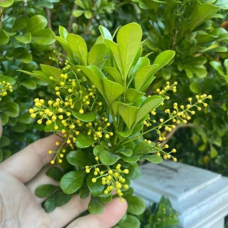 Tanaman Hias Chinese Perfume Tree - Pacar cina - Tanaman Hias Bunga