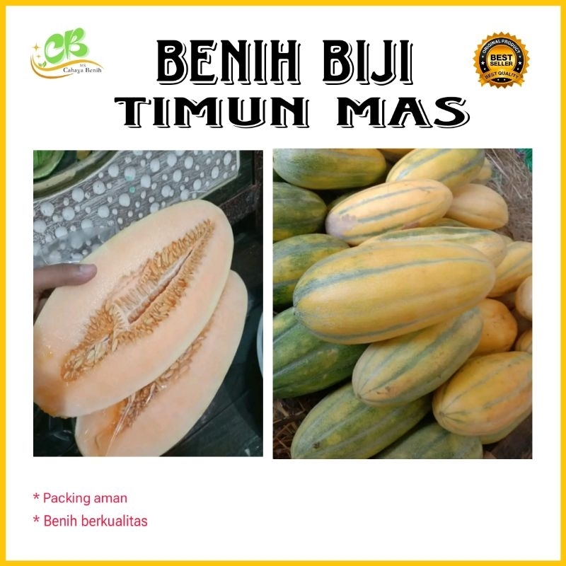 Benih biji timun suri mas isi (100 butir) , biji timun mas