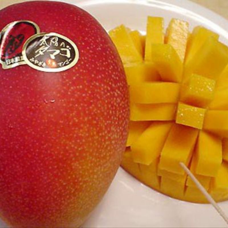 bibit mangga miyazaki