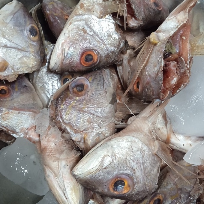 

KEPALA IKAN KAKAP SEGAR PER 500gr