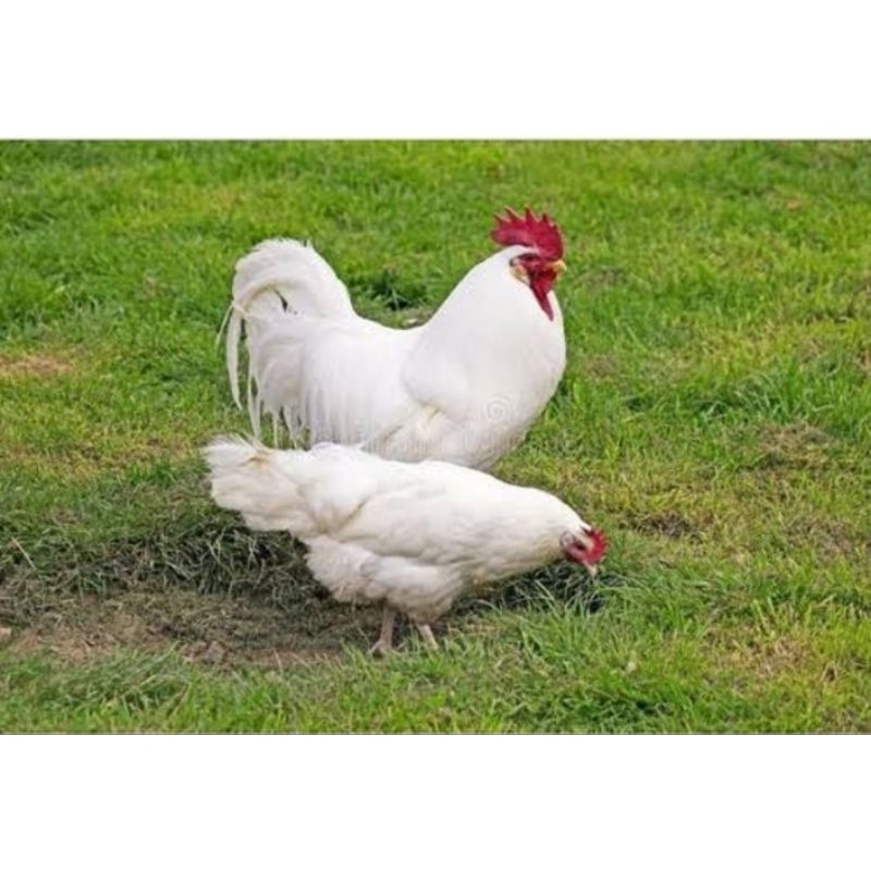 

TELUR TETAS AYAM WHITE LEGHORN SIAP TETAS