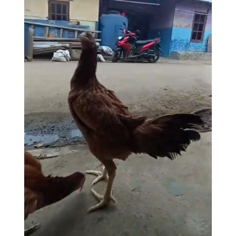 Ayam kampung (KUB) Betina Hidup Calon Indukan Usia 3 - 4 Bulan