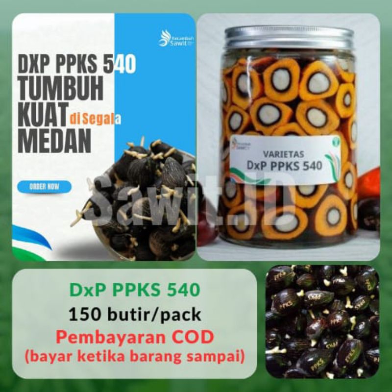 TANAMAN KECAMBAH SAWIT PPKS 540(150 butir)