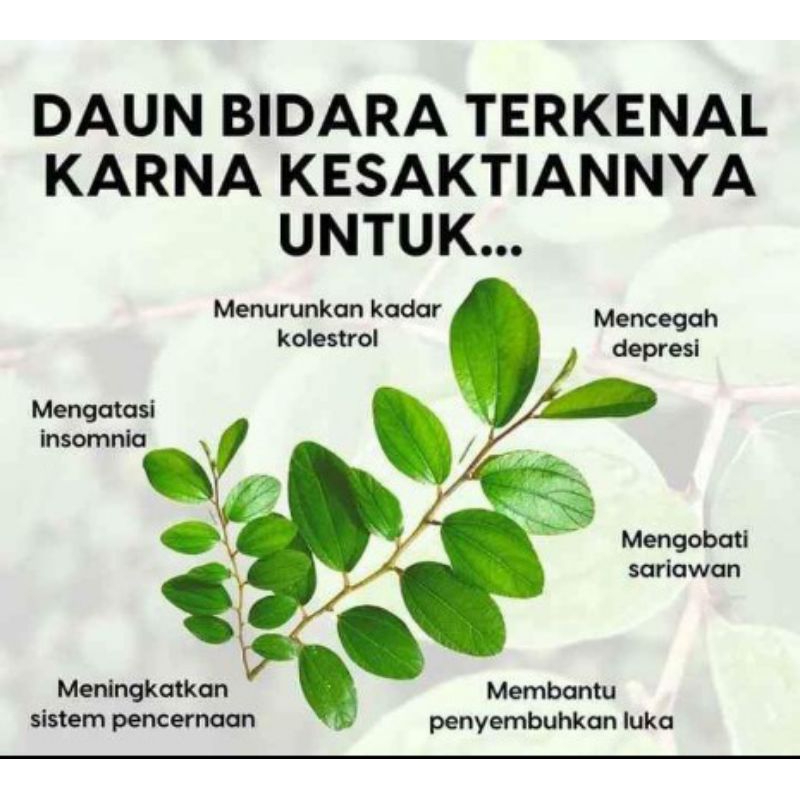Bibit bidara cina herbal
