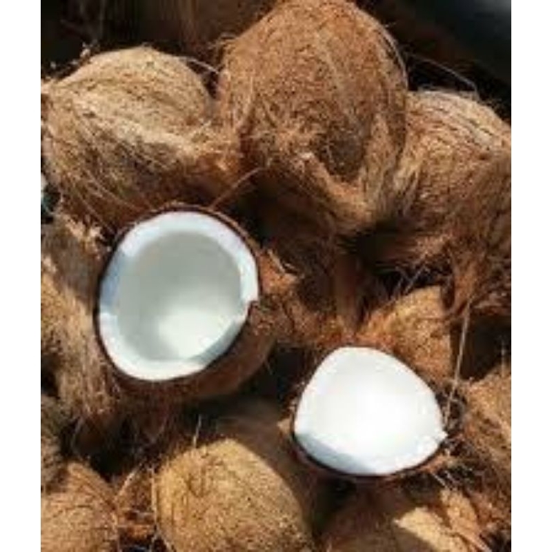 

buah kelapa tua utuh buat bahan masakan atau bahan lainya