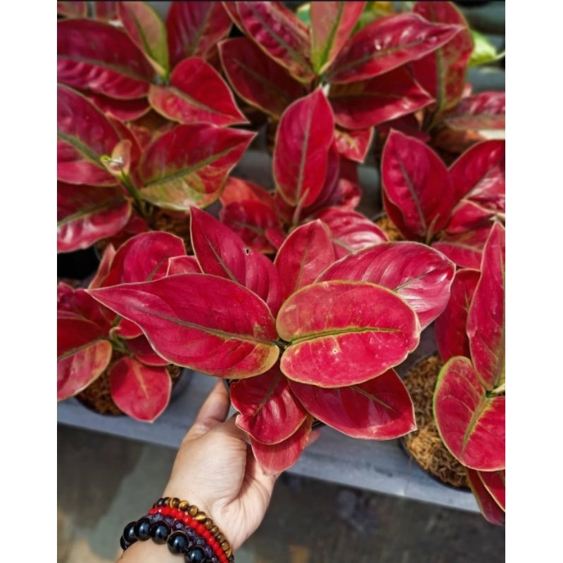 Aglonema ayunindi - tanaman hias hidup aglonema ayunindi merah cantik