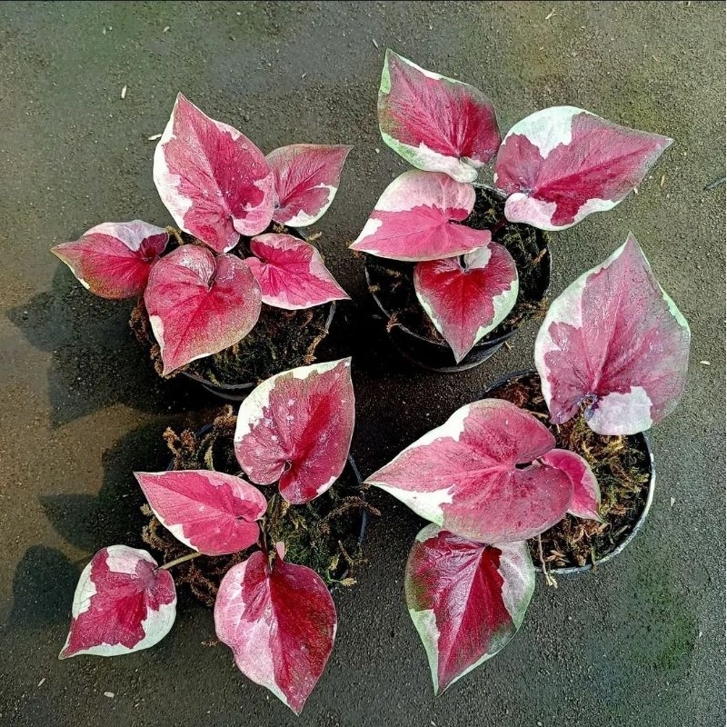 Tanaman Hias Caladium Dwi warna - keladi hias hidup dwi warna cantik merah murah