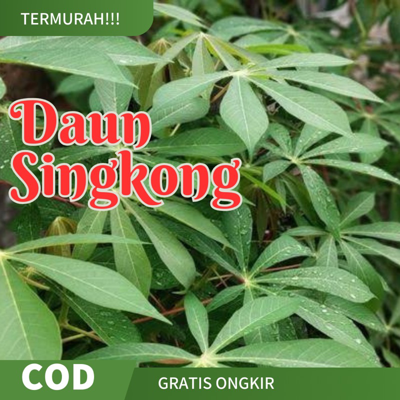 

Daun Singkong Muda Termurah