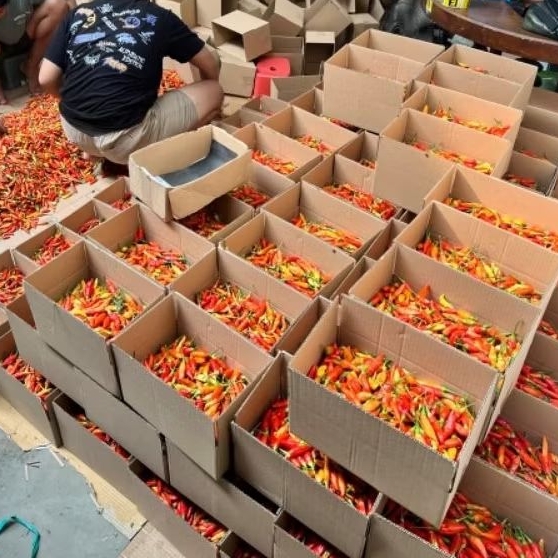 

CABAI RAWIT ORI BERAT 250 GRAM