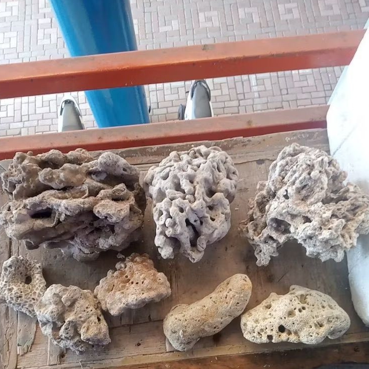 Deadrock/Batu Karang Laut Asli