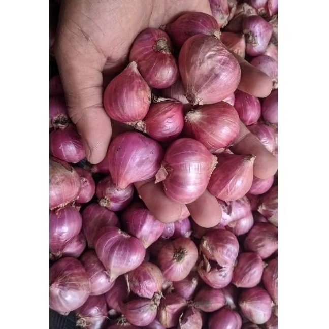 

BAWANG MERAH BESAR SUPER PROBOLINGGO | NO. 1 BESAR SUPER KERING & SUPERAN