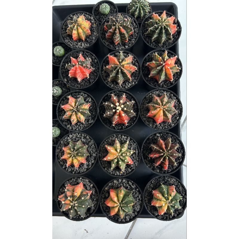 Gymnocalycium Mihanovichii gymno miha thailand