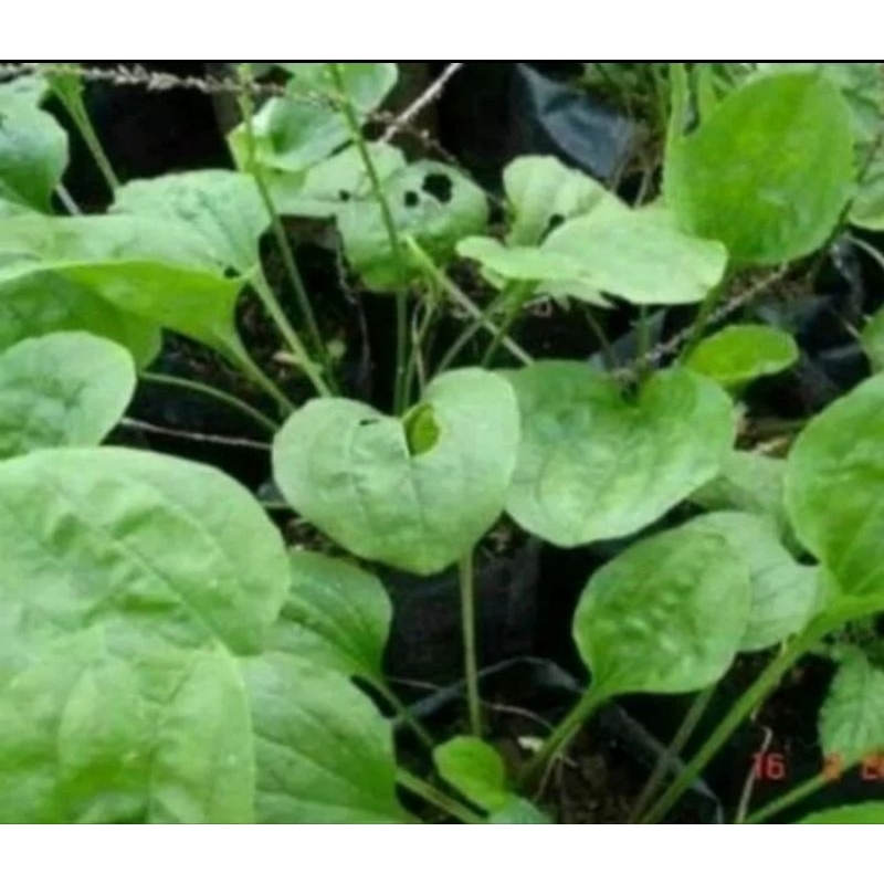 

Daun Kiurat Segar Fresh 250Gram Bersih