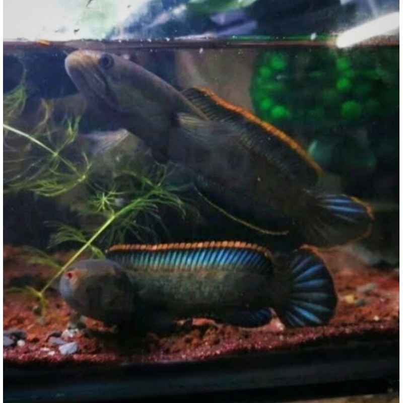 Stiker limbata bahan pair sepasang