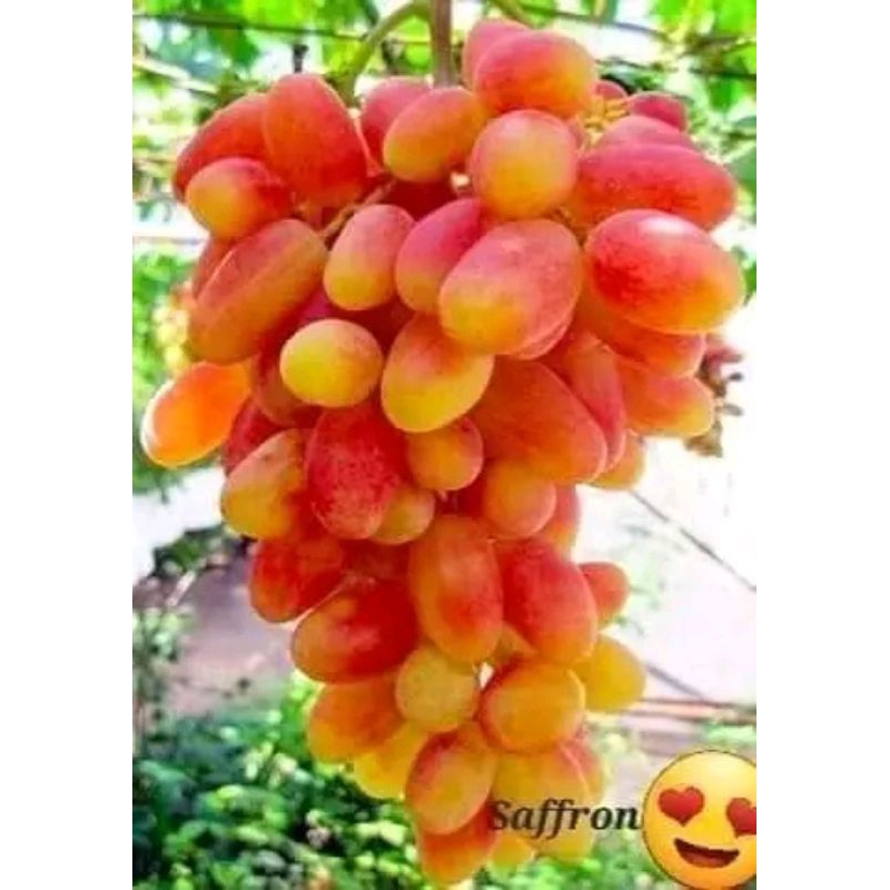 BIBiT varian saffron