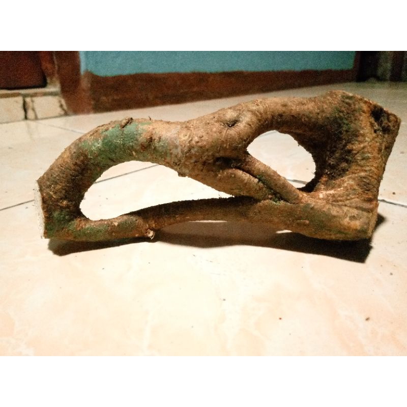 akar manang unik alami asli mimang