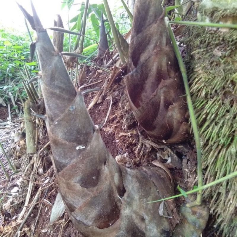 

rebung bambu petung muda 1 kg