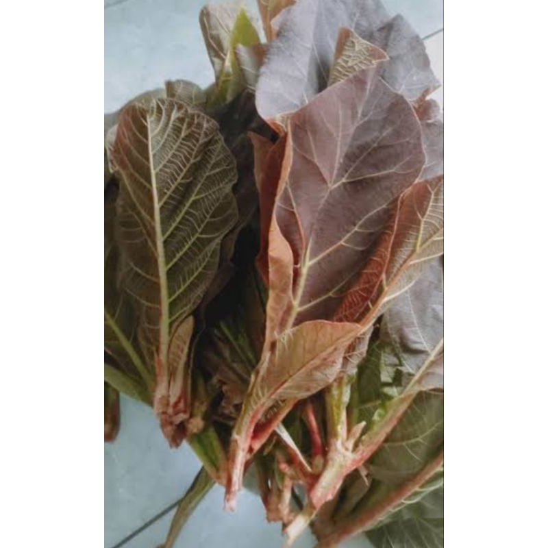 

pucuk daun jati segar (pewarna alami dan ecoprint)