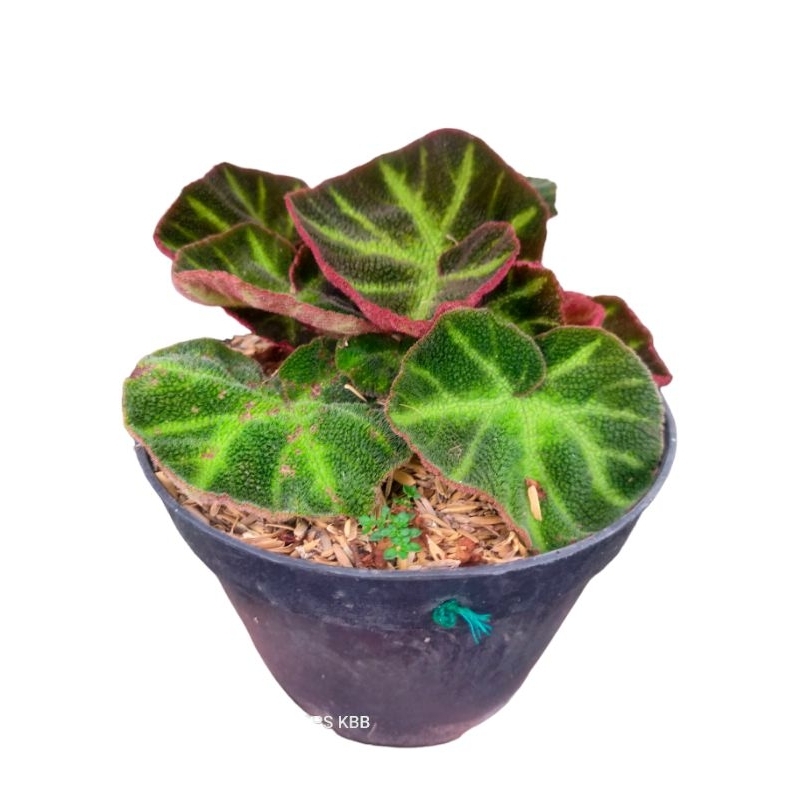 tanaman hias begonia karpet