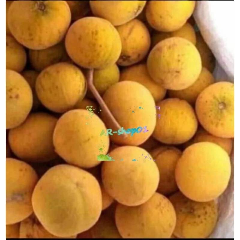 buah kecapi segar fress | buah kecapi murah per 1kg