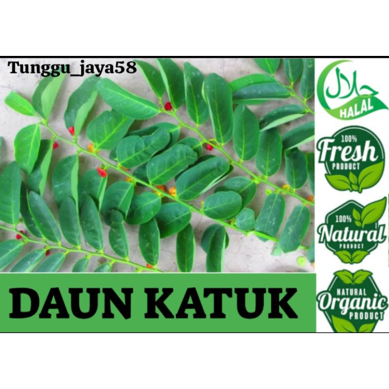 

100 GRAM DAUN KATUK SEGAR untuk kesehatan dan memperlancar asi