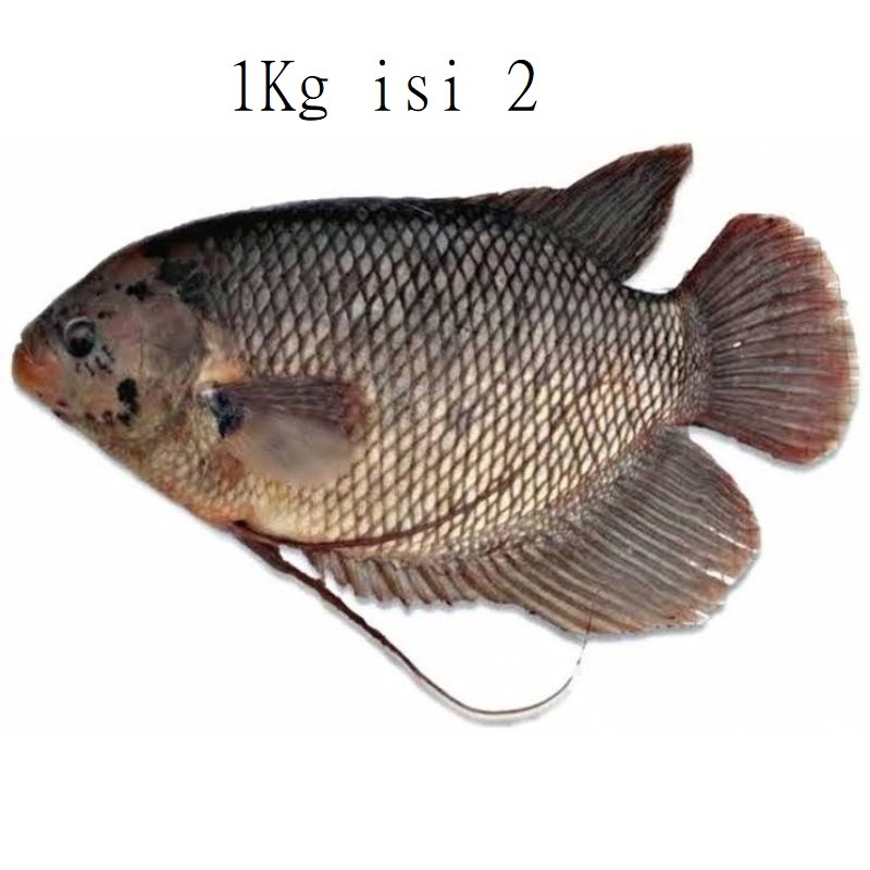 

Super Promo Ikan Gurameh / Gurame Segar