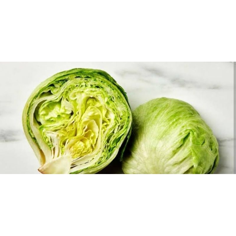 

lettuce head / selada bonggol / selada kepala