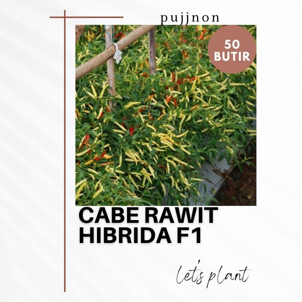 BELI 3 GRATIS 1 Biji Benih Cabe Rawit Hibrida Cabai Tahan Penyakit
