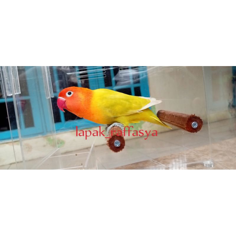 burung lovebird pastel kuning kotor dewasa J