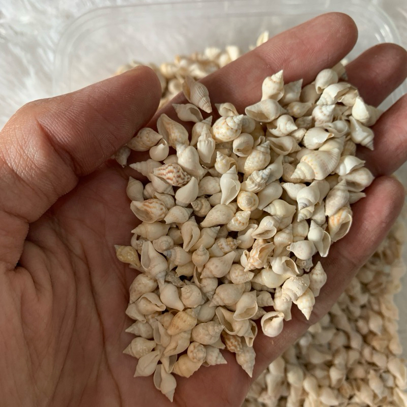 

(1 kg) Kerang Berasan Putih Kulit Kerang Cangkang Kerang Laut