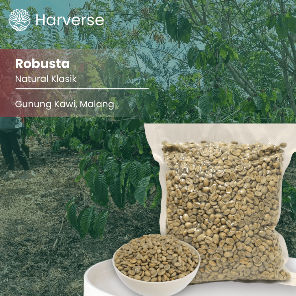 

Green Bean Robusta Gunung Kawi- Proses Natural - 1 kg - Harverse