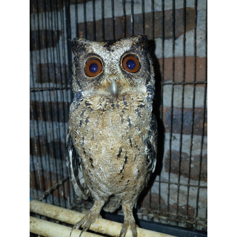 Owl / Burung Hantu Mini / Celepuk