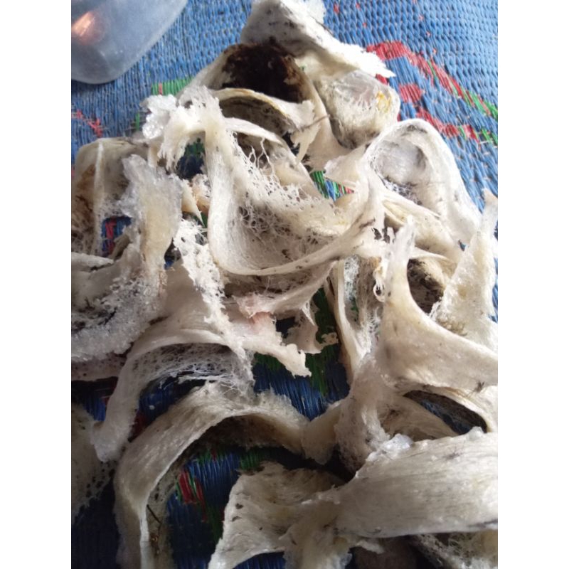 sarang burung walet asli 100%