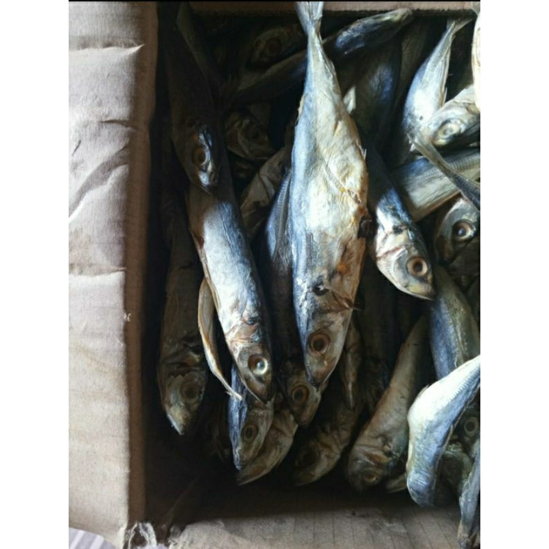 

Pedo kepala Utuh (1 ons)