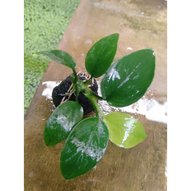 anubias Nana M wabikusa