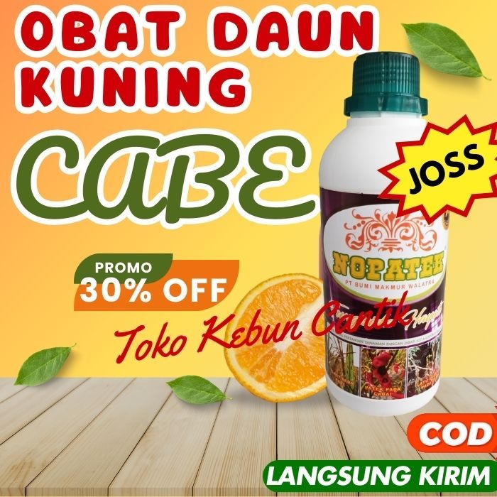 Rekomendasi Obat Virus Gemini Daun Cabai - Herbal Terbaik untuk Penyakit Daun Kuning dan Keriting pa