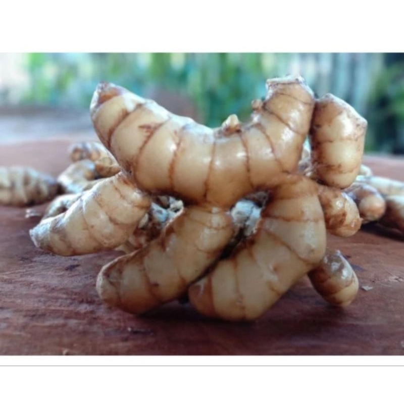 

Kunyit Putih Segar Kunyit Herbal Fresh 1KG