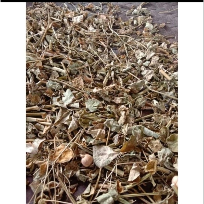 

Daun Kelor Kering Full 1Plastik