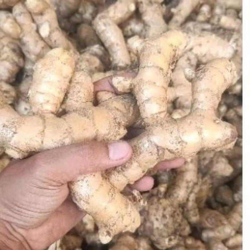 

KUNYIT PUTIH SEGAR 1kg
