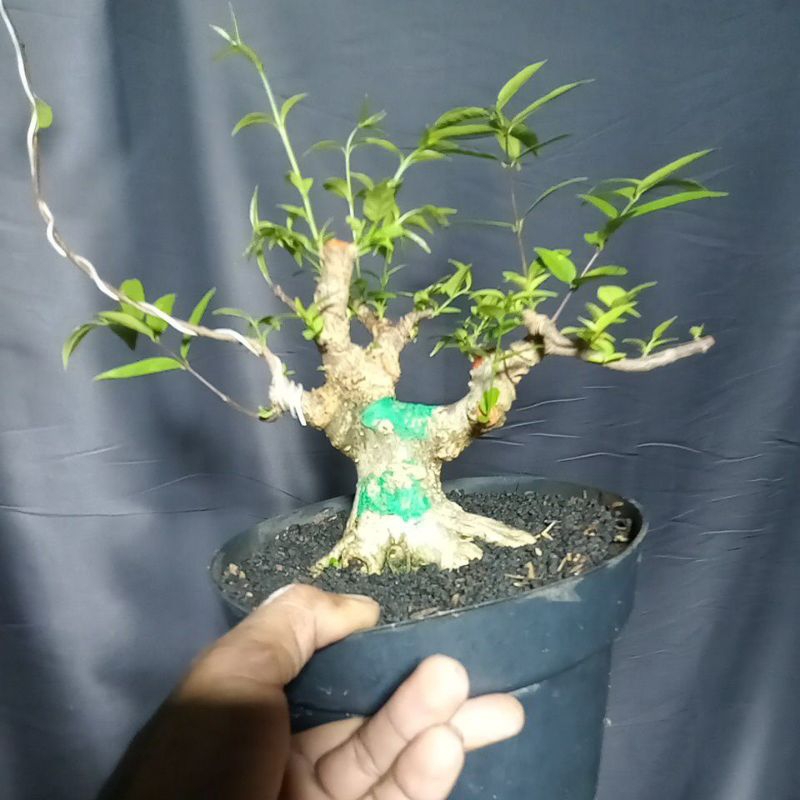 Bonsai anting putri prospek ,..