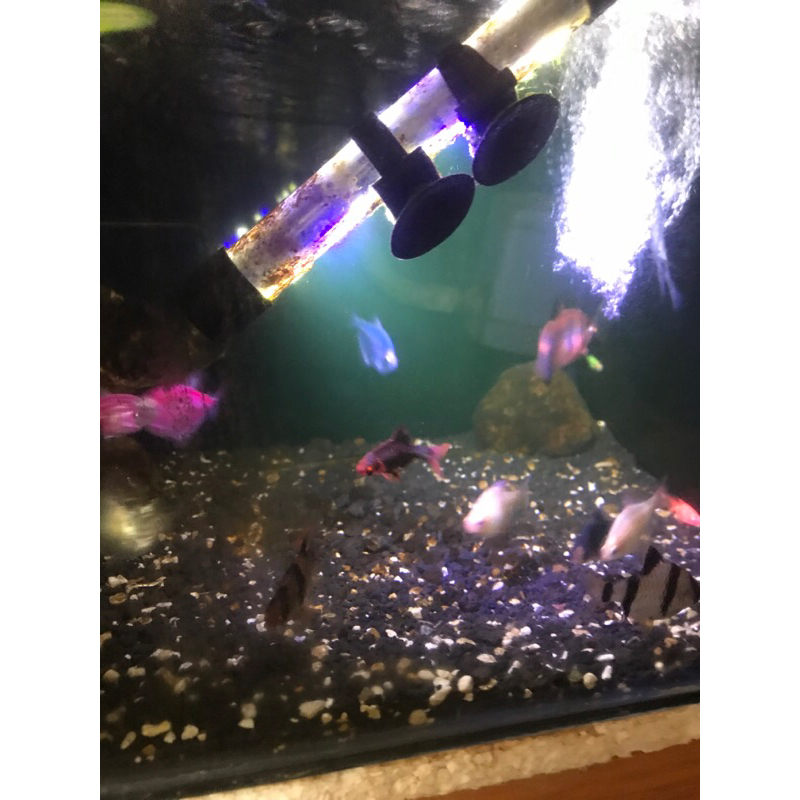 ikan hias (sumatra hujau, sumatra merah, sumatra hitam)