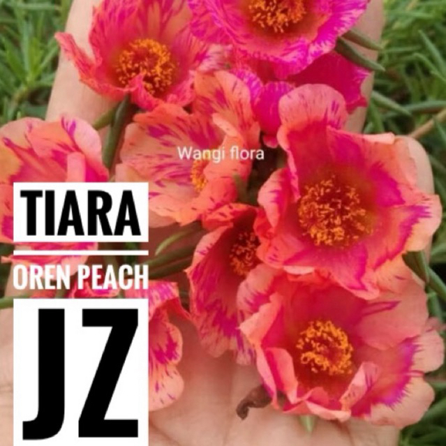 Bunga krokot Tiara oren Peach Jz