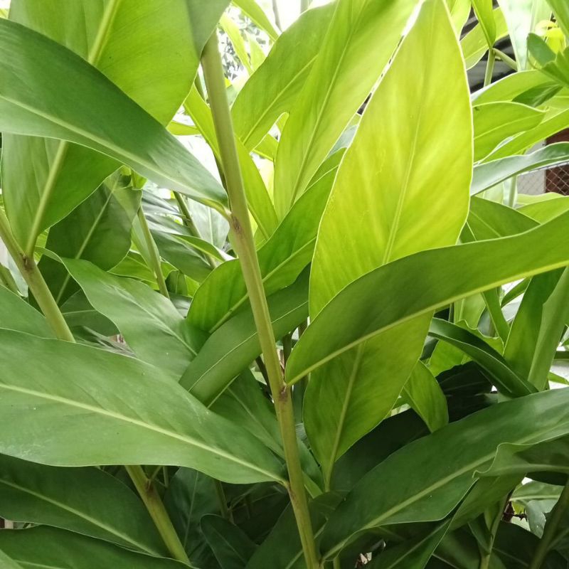 

500 gram daun lengkuas segar