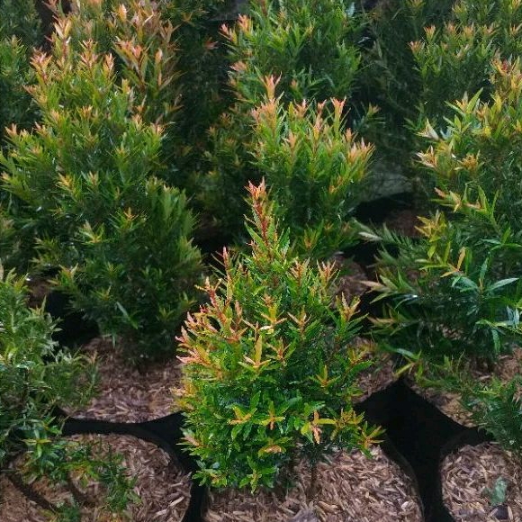 tanaman pucuk merah super micro