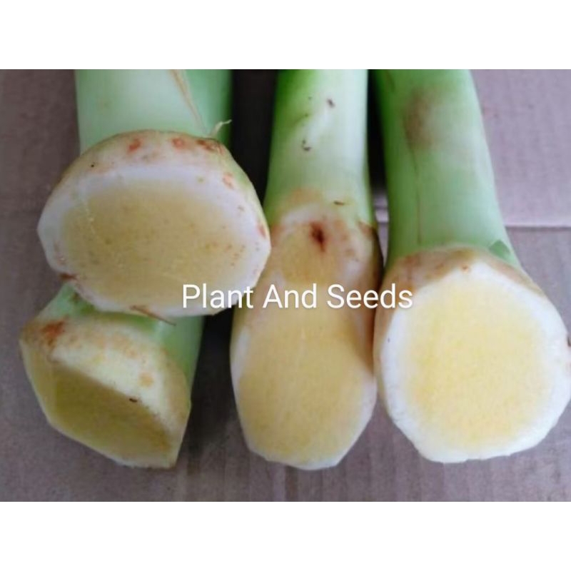 

BUPIHO/BUHO/ BATANG TALAS MANIS KUNING ISI 12 POHON