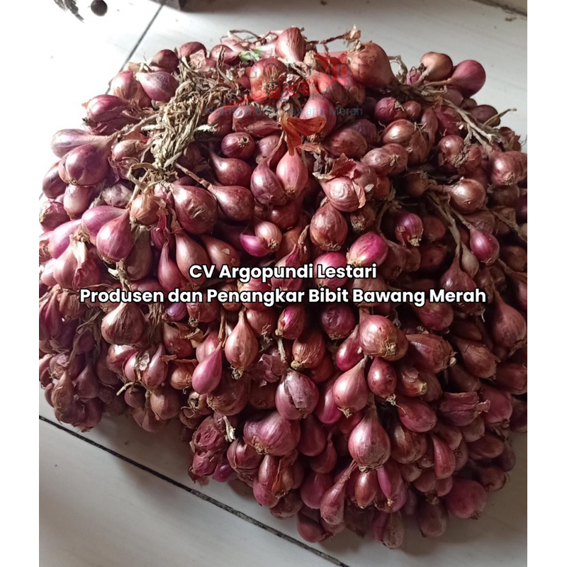 Bibit Bawang Merah Varietas Bima Brebes Siap Tanam- Harga Per KG - Baca Deskripsi