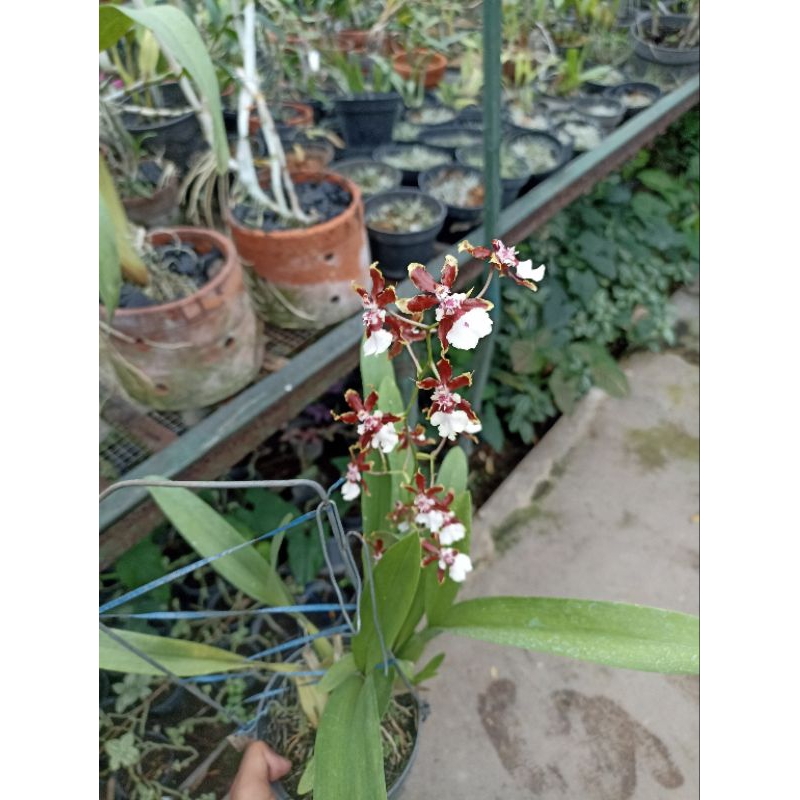 anggrek oncidium dewasa