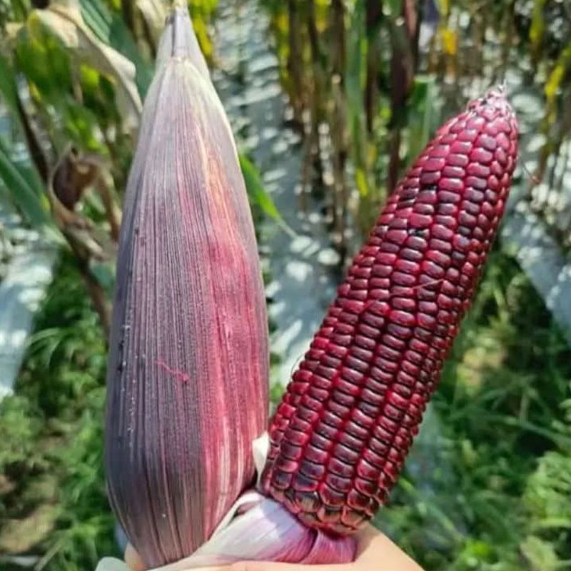 

Promo Jagung Ketan Ungu 1 KG | Jagung Berkhasiat